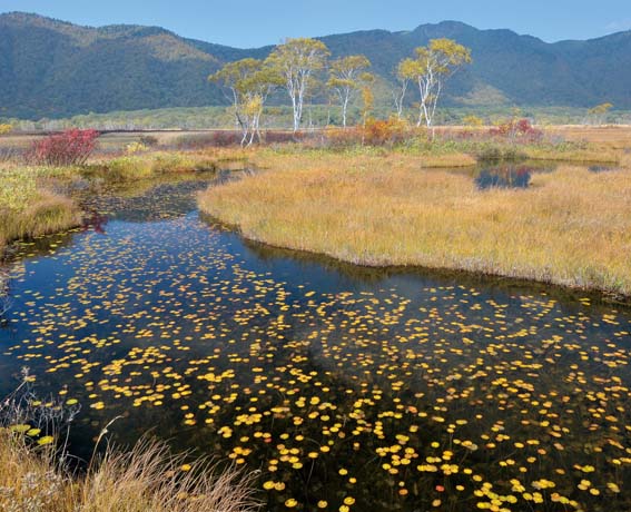 �X���@���Ő��̏H��