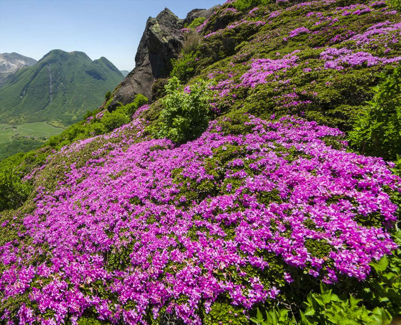  �U���@���؁@Pink-lava�@