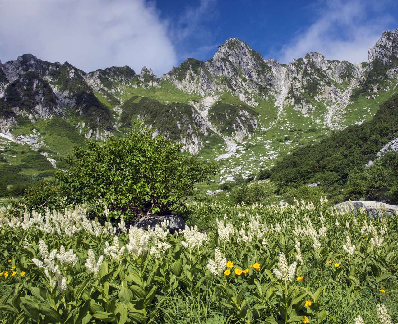 �W���@���� �ԁX�̌��J