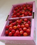 500gpbNolx2